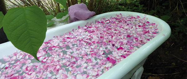 Eine Badewanne voll mit Rosenblüten umsonst und draußen
